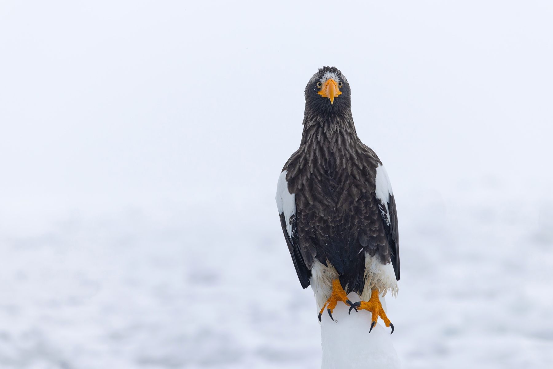 Steller's Sea Eagle (image by Mike Watson)
