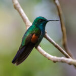 Stripe-tailed Hummingbird (image by Leo Garrigues)