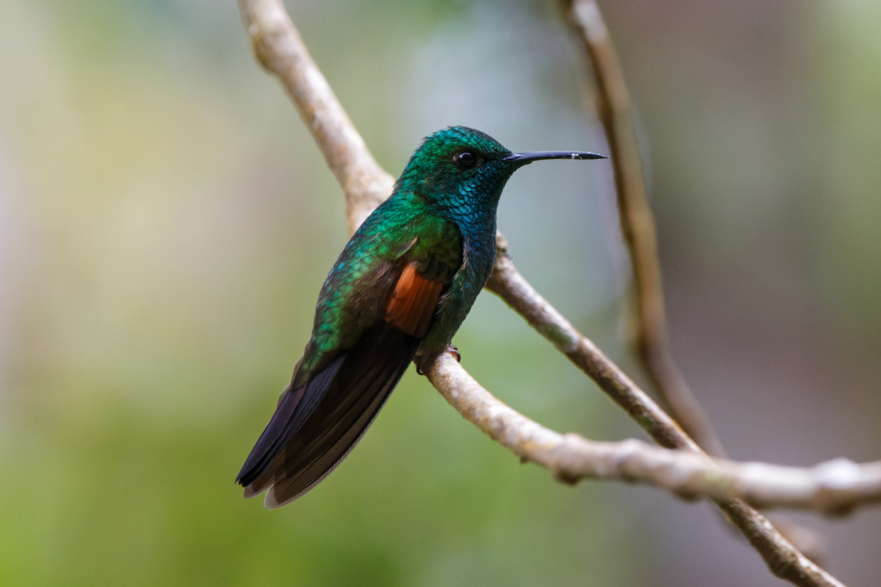 Stripe-tailed Hummingbird (image by Leo Garrigues)