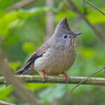 Stripe-throated Yuhina (image by Pete Morris)