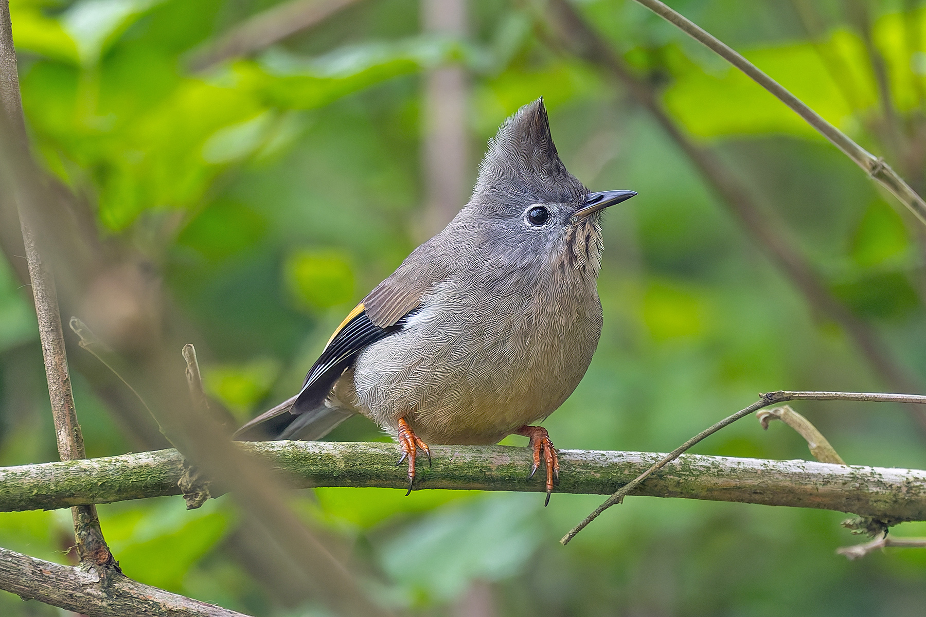 Stripe-throated Yuhina (image by Pete Morris)