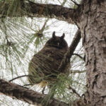 Stygian Owl (image by Leo Garrigues)