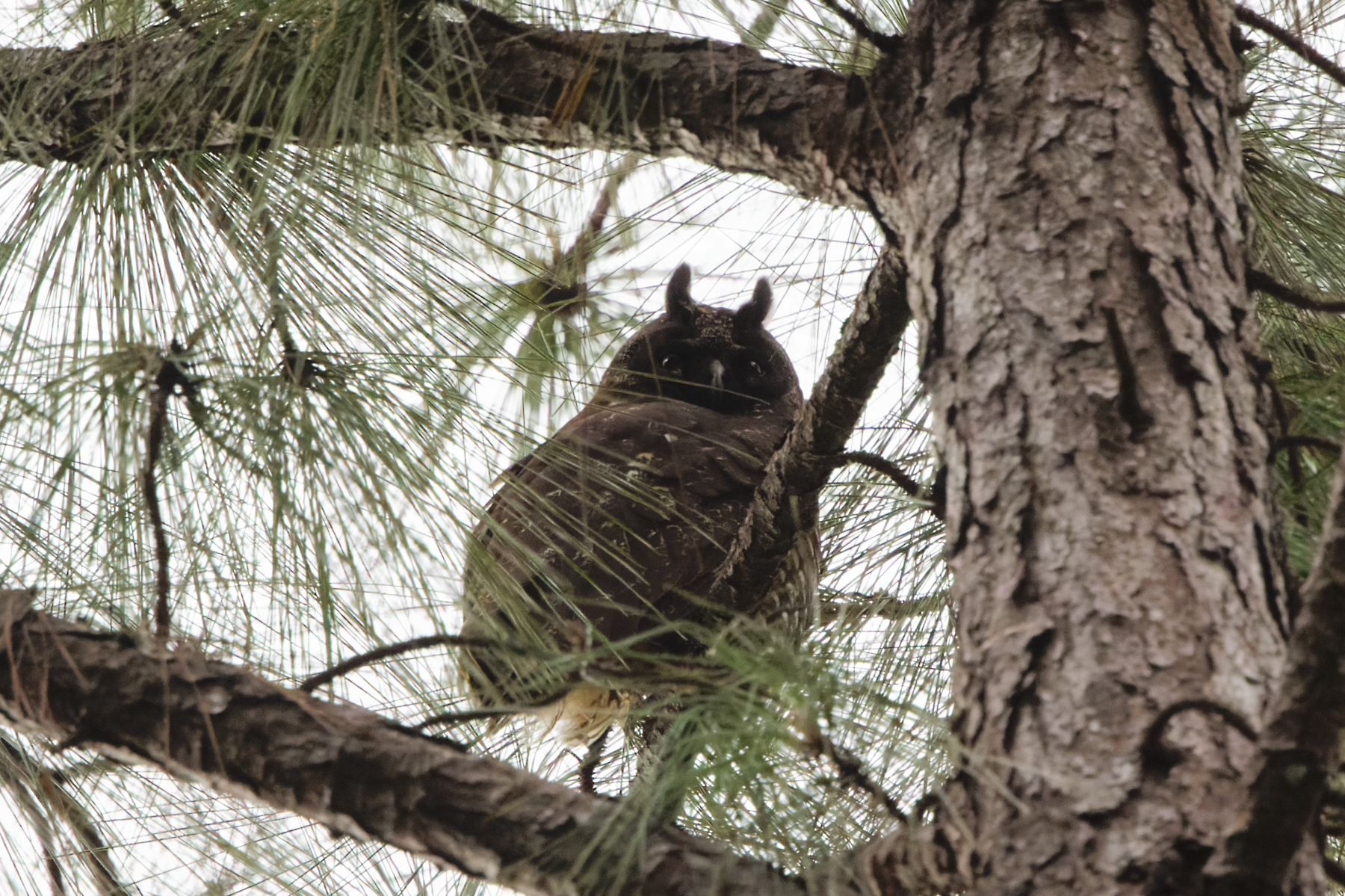 Stygian Owl (image by Leo Garrigues)