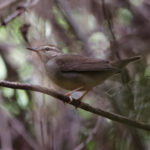 Swainson's Warbler (image by Leo Garrigues)