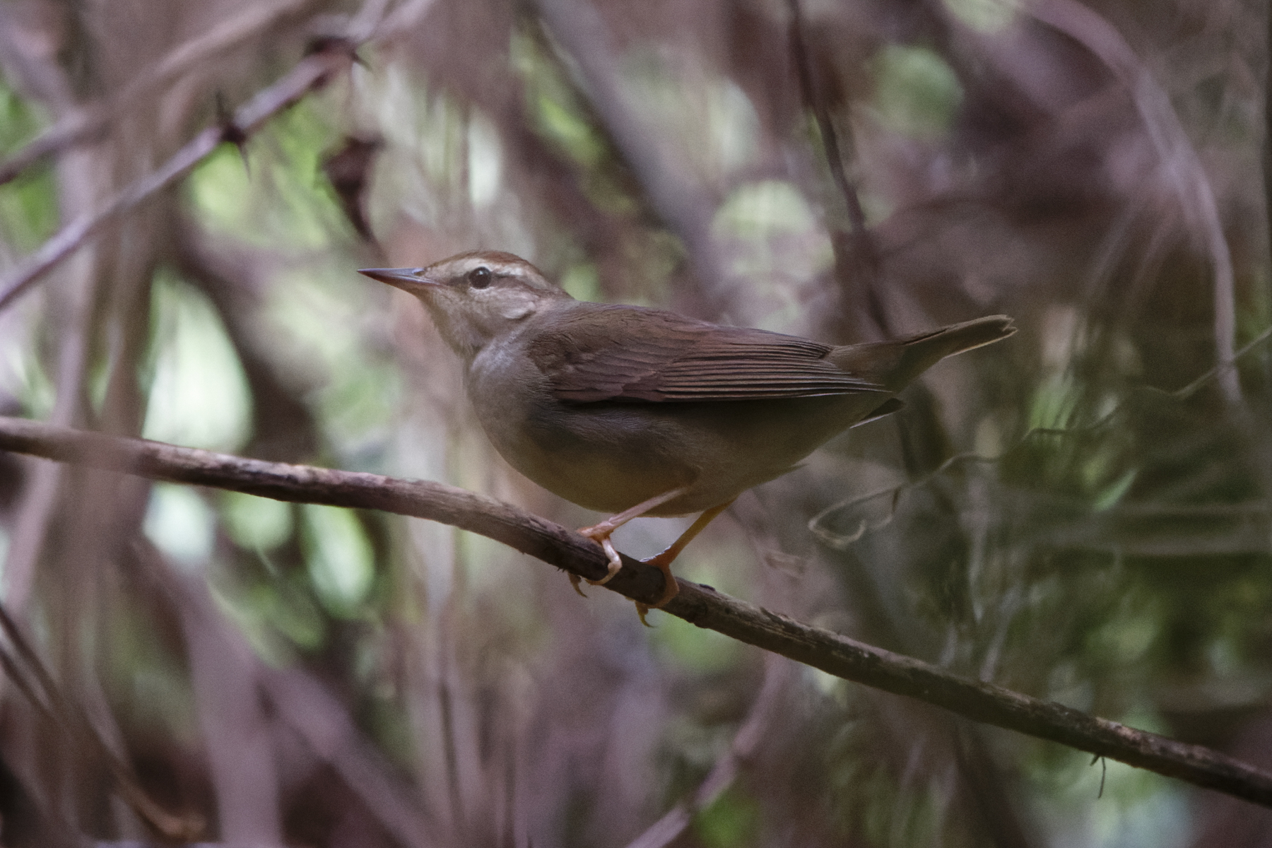 Swainson's Warbler (image by Leo Garrigues)