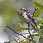 Swinhoe's Minivet (image by Pete Morris)