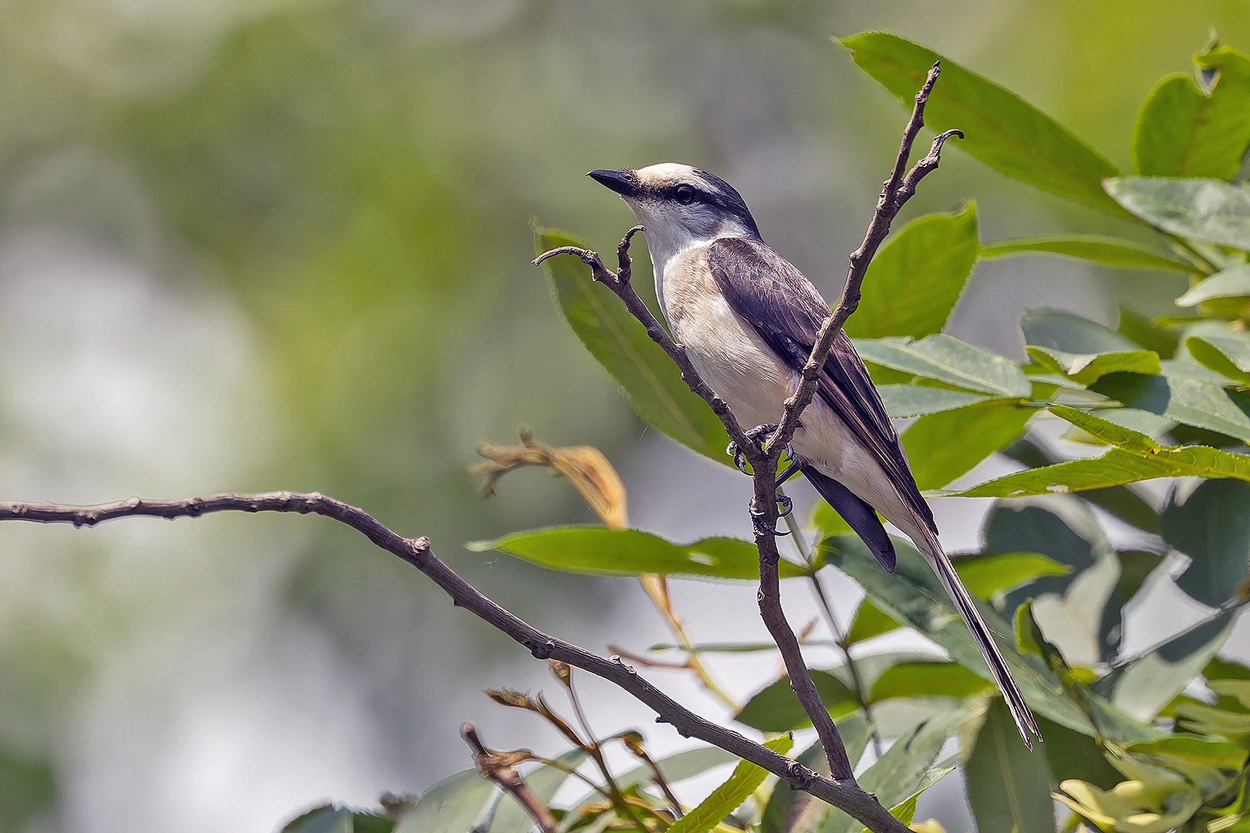 Swinhoe's Minivet (image by Pete Morris)