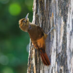 Tawny-winged Woodcreeper (image by Leo Garrigues)