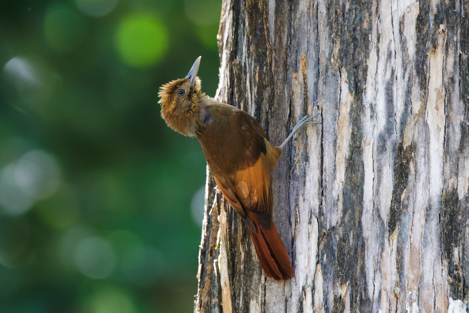 Tawny-winged Woodcreeper (image by Leo Garrigues)