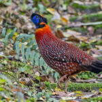 Temminck's Tragopan (image by Pete Morris)