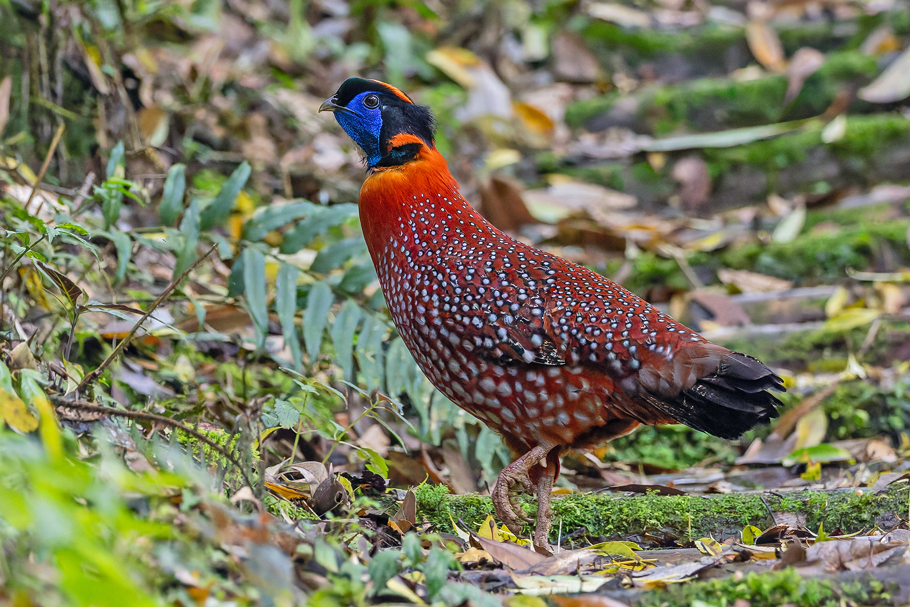 Temminck's Tragopan (image by Pete Morris)