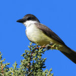 Thick-billed Kingbird (image by Sjoerd Radstaak)
