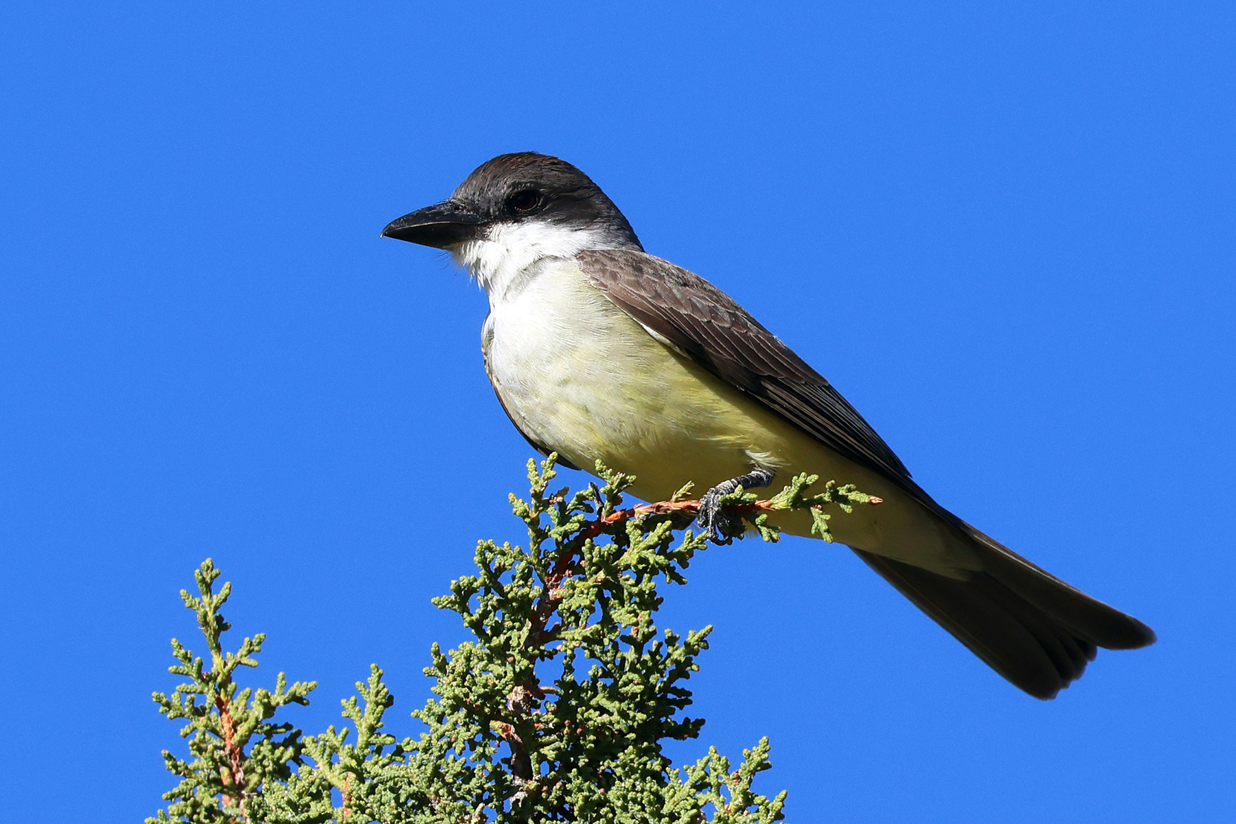 Thick-billed Kingbird (image by Sjoerd Radstaak)