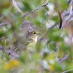 Thick-billed Vireo (image by Leo Garrigues)
