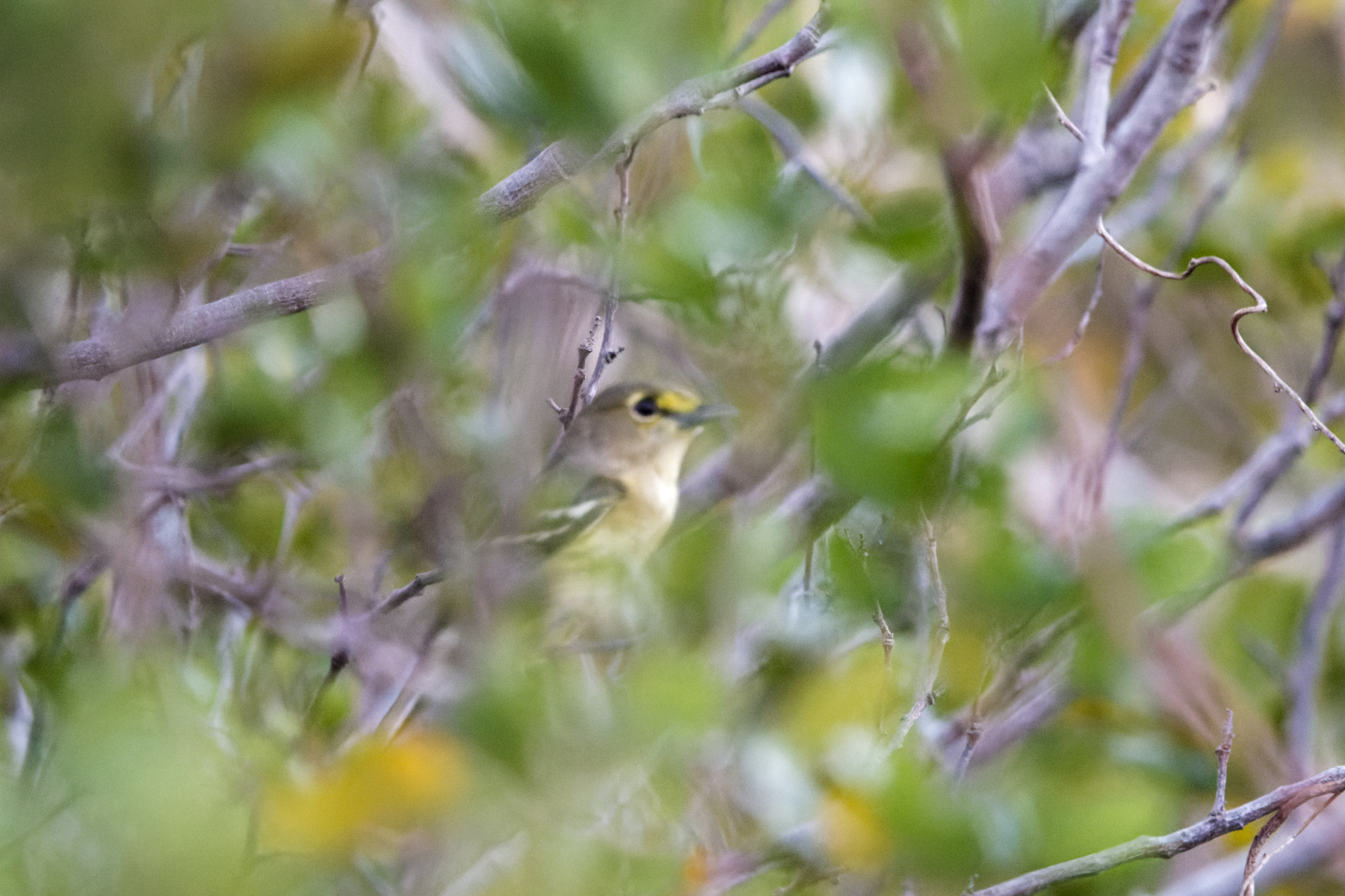 Thick-billed Vireo (image by Leo Garrigues)