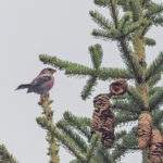 Three-banded Rosefinch (image by Pete Morris)