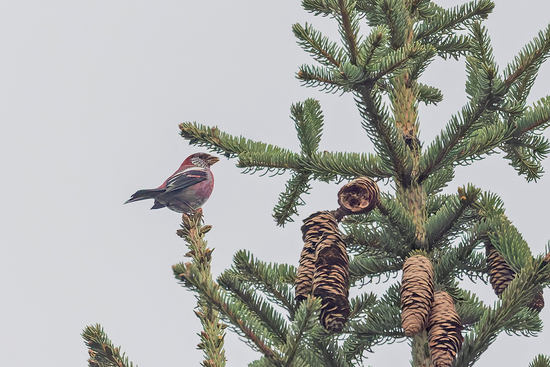 Three-banded Rosefinch (image by Pete Morris)