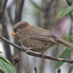 Three-toed Parrotbill (image by Pete Morris)
