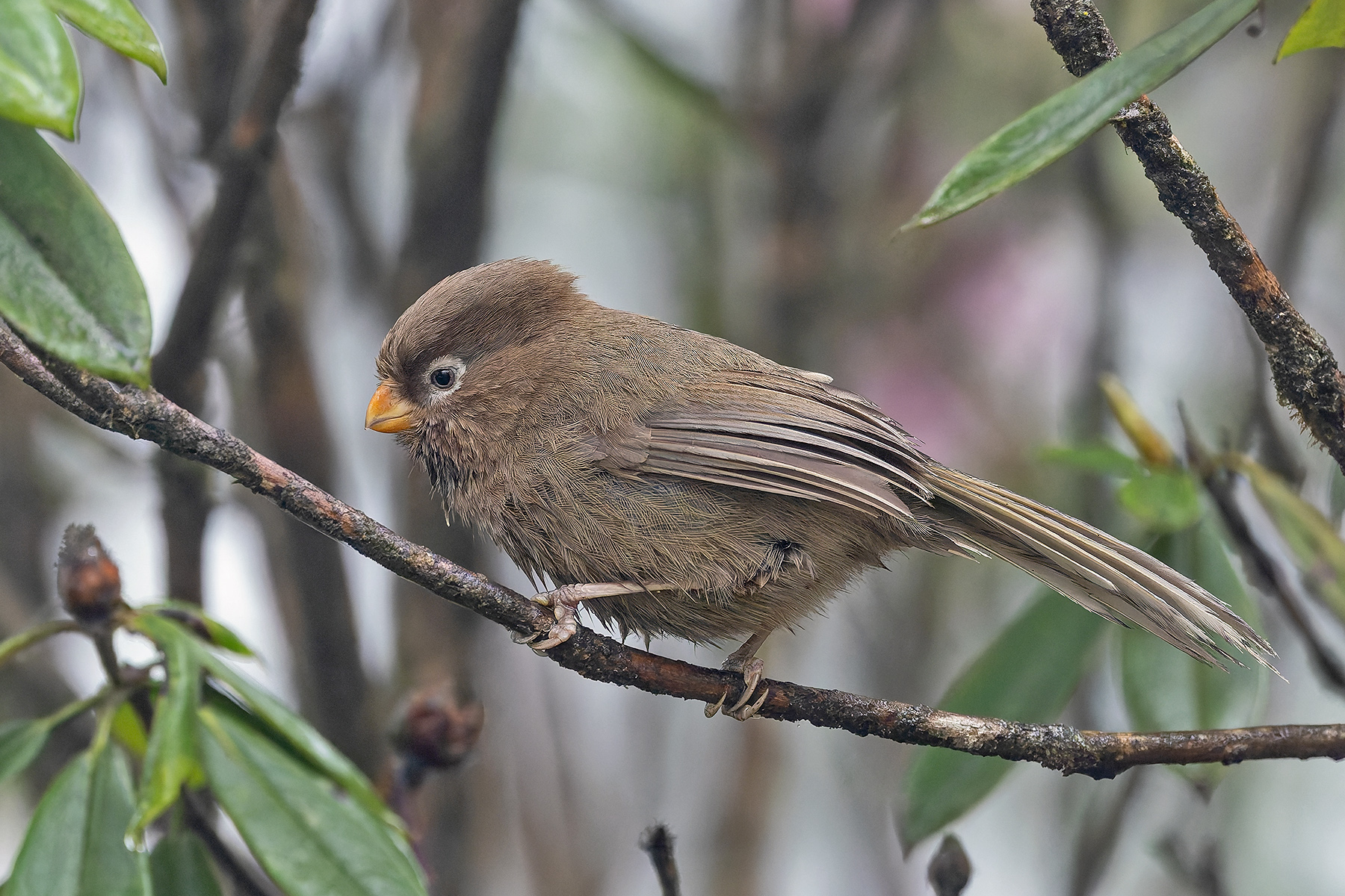 Three-toed Parrotbill (image by Pete Morris)
