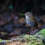 Thrush-like Antpitta (image by Antonio Cortizo)