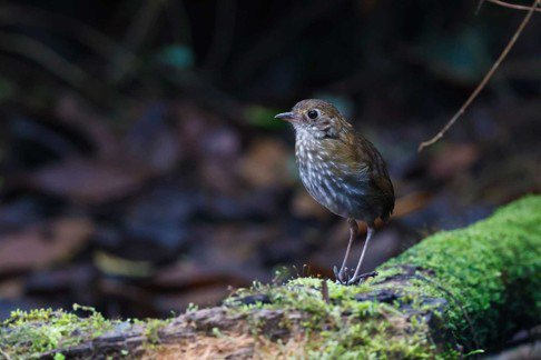 Thrush-like Antpitta (image by Antonio Cortizo)