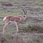 Tibetan Gazelle (image by Pete Morris)