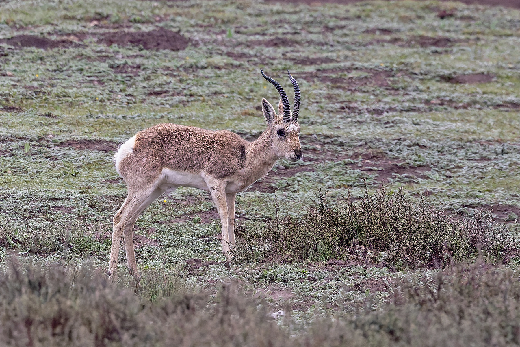 Tibetan Gazelle (image by Pete Morris)