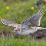 Tibetan Lark (image by Pete Morris)