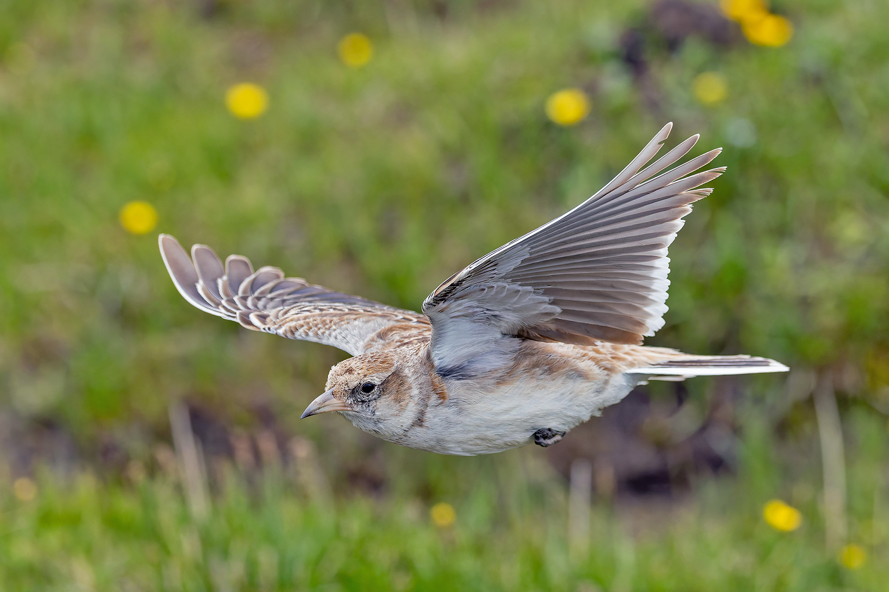 Tibetan Lark (image by Pete Morris)