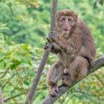 Tibetan Macaque (image by Pete Morris)