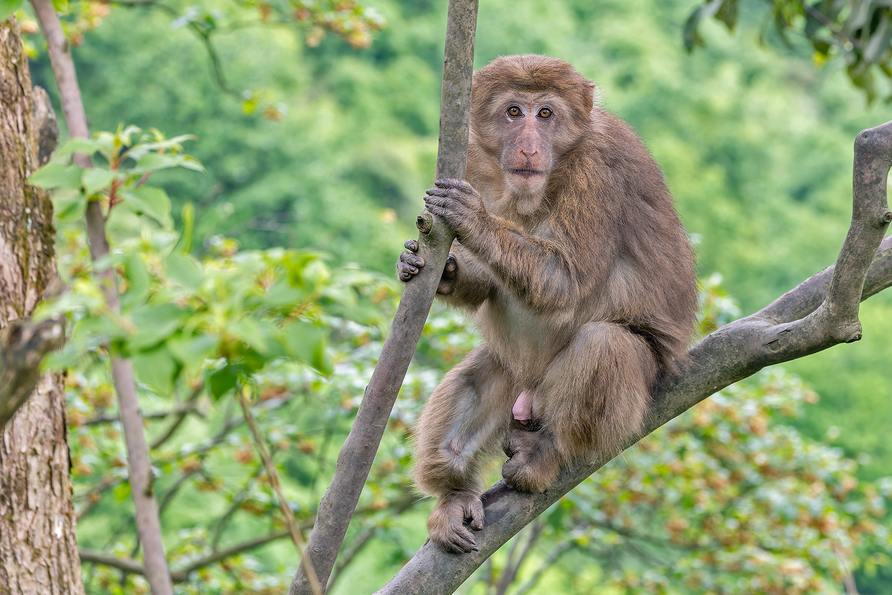 Tibetan Macaque (image by Pete Morris)