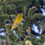Tibetan Serin (image by Pete Morris)