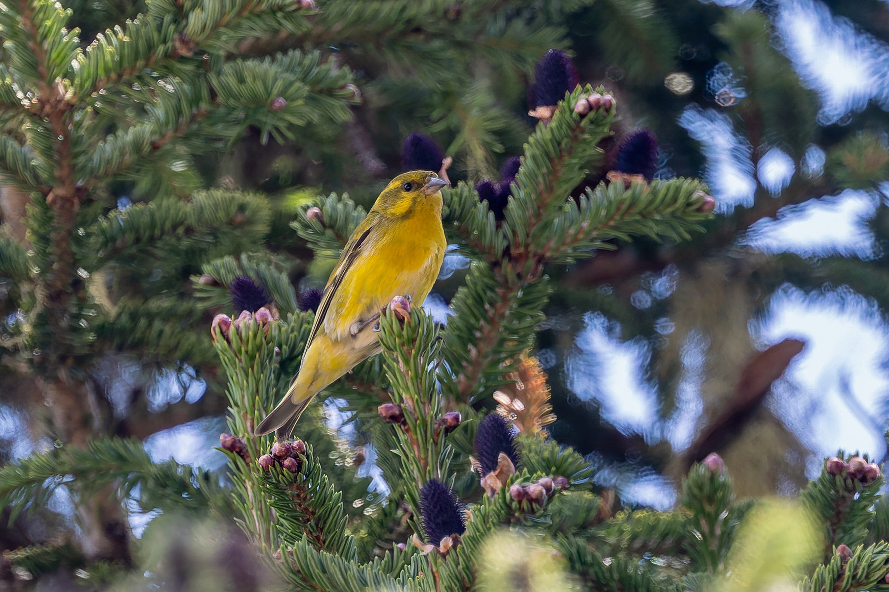 Tibetan Serin (image by Pete Morris)