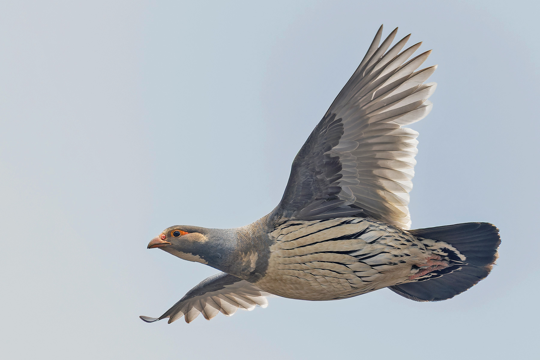 Tibetan Snowcock (image by Pete Morris)