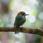 Tody Motmot (image by Leo Garrigues)
