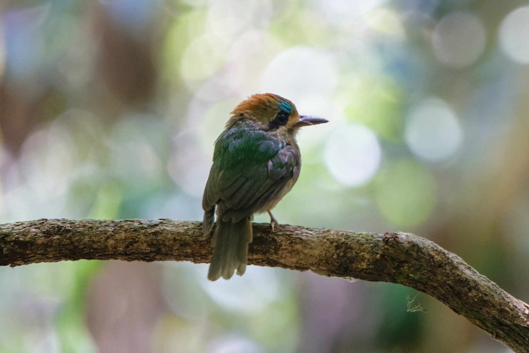 Tody Motmot (image by Leo Garrigues)