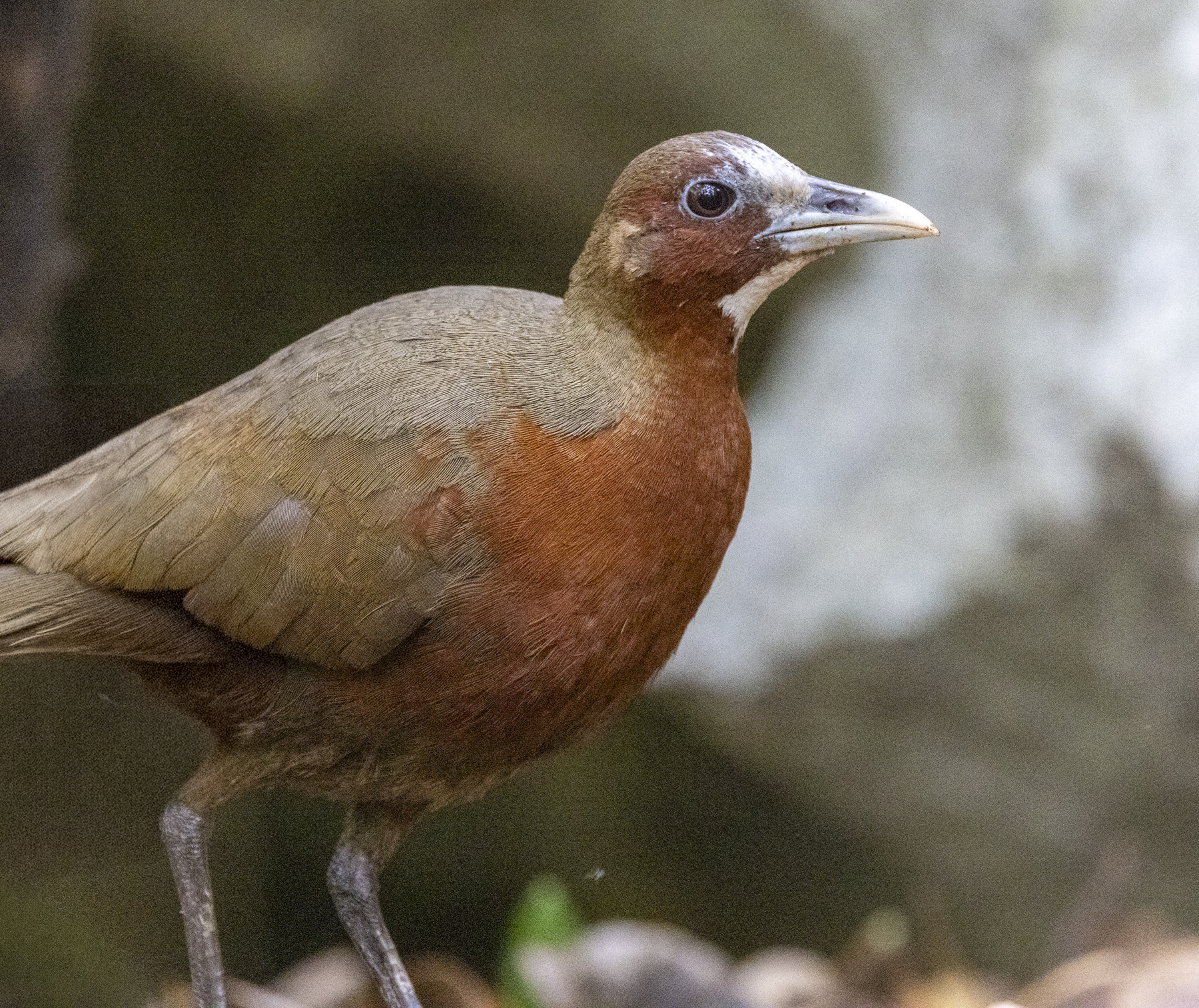 Tsingy Wood Rail (image by Daniel Branch)