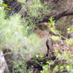 (Turkish) Brown Fish Owl (image by Diedert Koppenol)