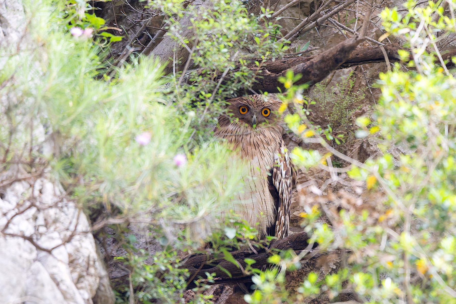 (Turkish) Brown Fish Owl (image by Diedert Koppenol)