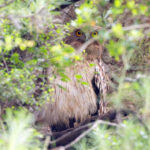(Turkish) Brown Fish Owl (image by Diedert Koppenol)
