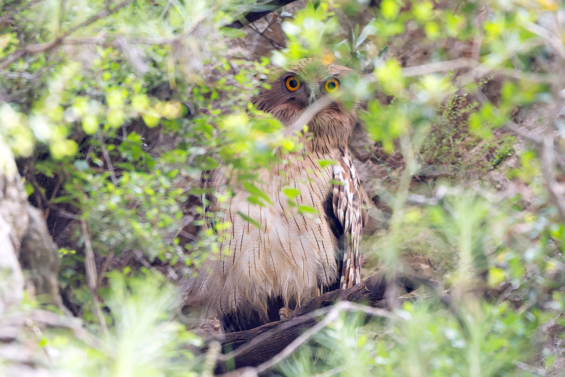 (Turkish) Brown Fish Owl (image by Diedert Koppenol)