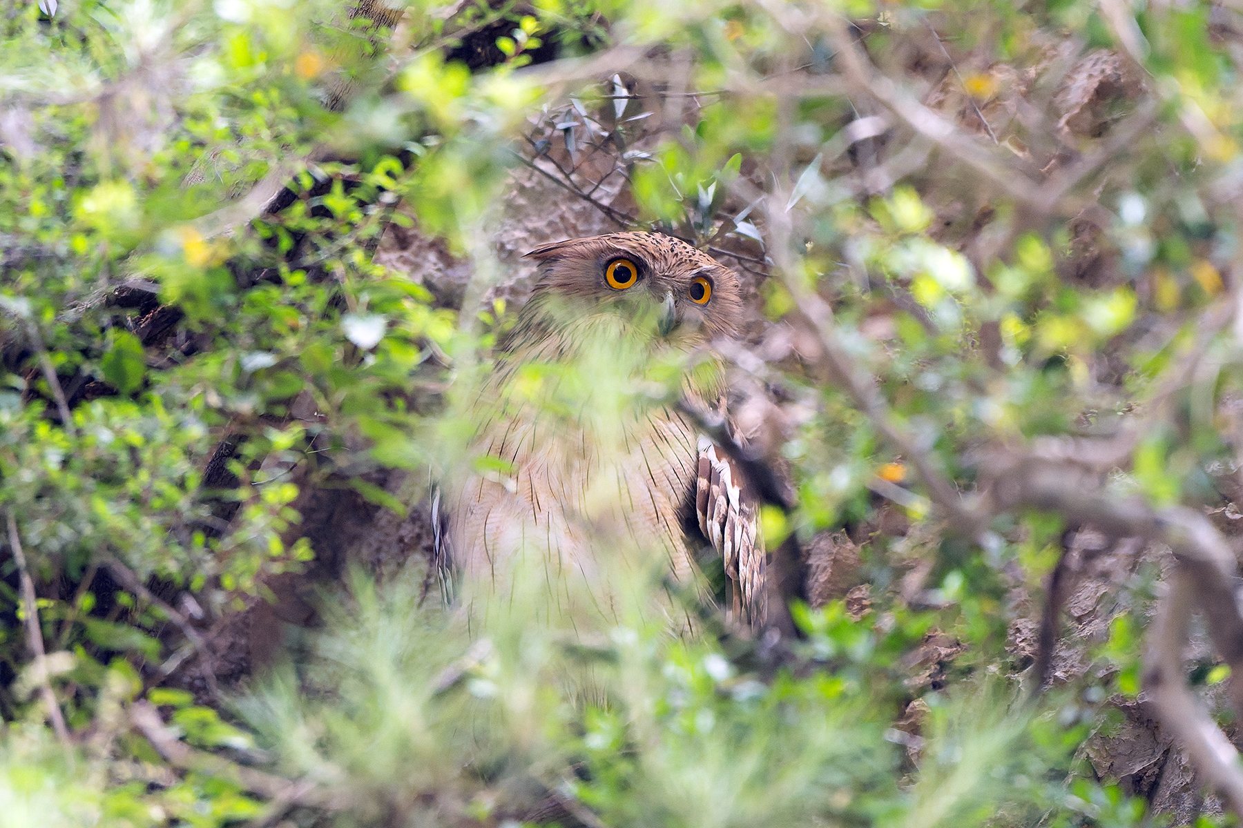 (Turkish) Brown Fish Owl (image by Diedert Koppenol)