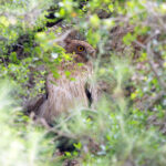 (Turkish) Brown Fish Owl (image by Diedert Koppenol)