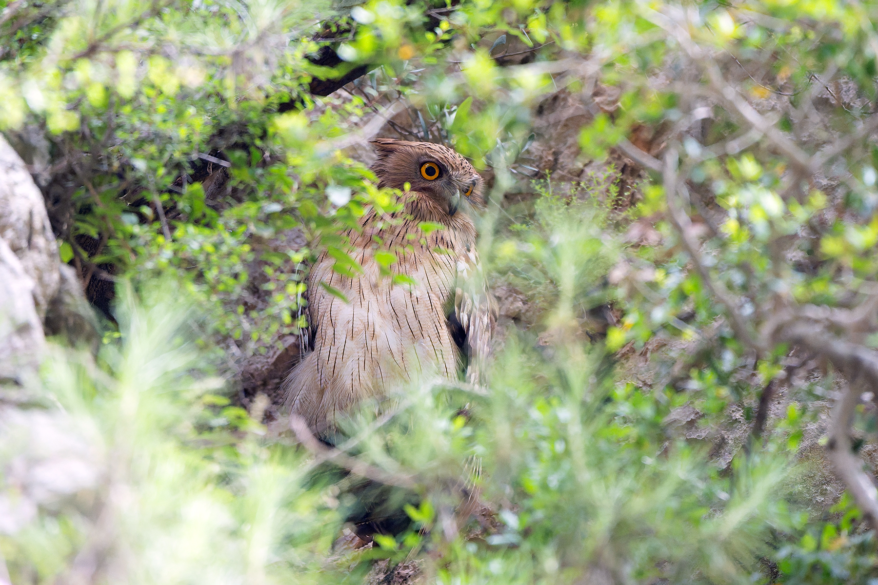 (Turkish) Brown Fish Owl (image by Diedert Koppenol)