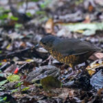 Undulated Antpitta (image by Antonio Cortizo)
