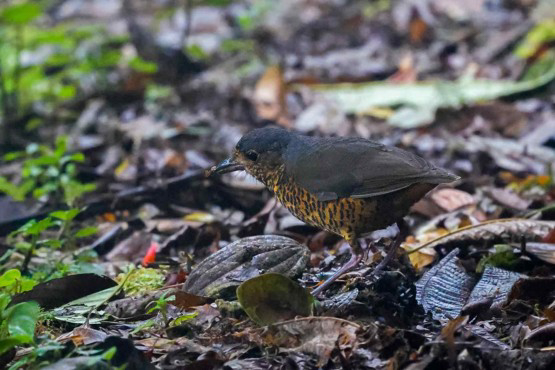 Undulated Antpitta (image by Antonio Cortizo)
