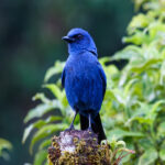 Unicolored Jay (image by Leo Garrigues)