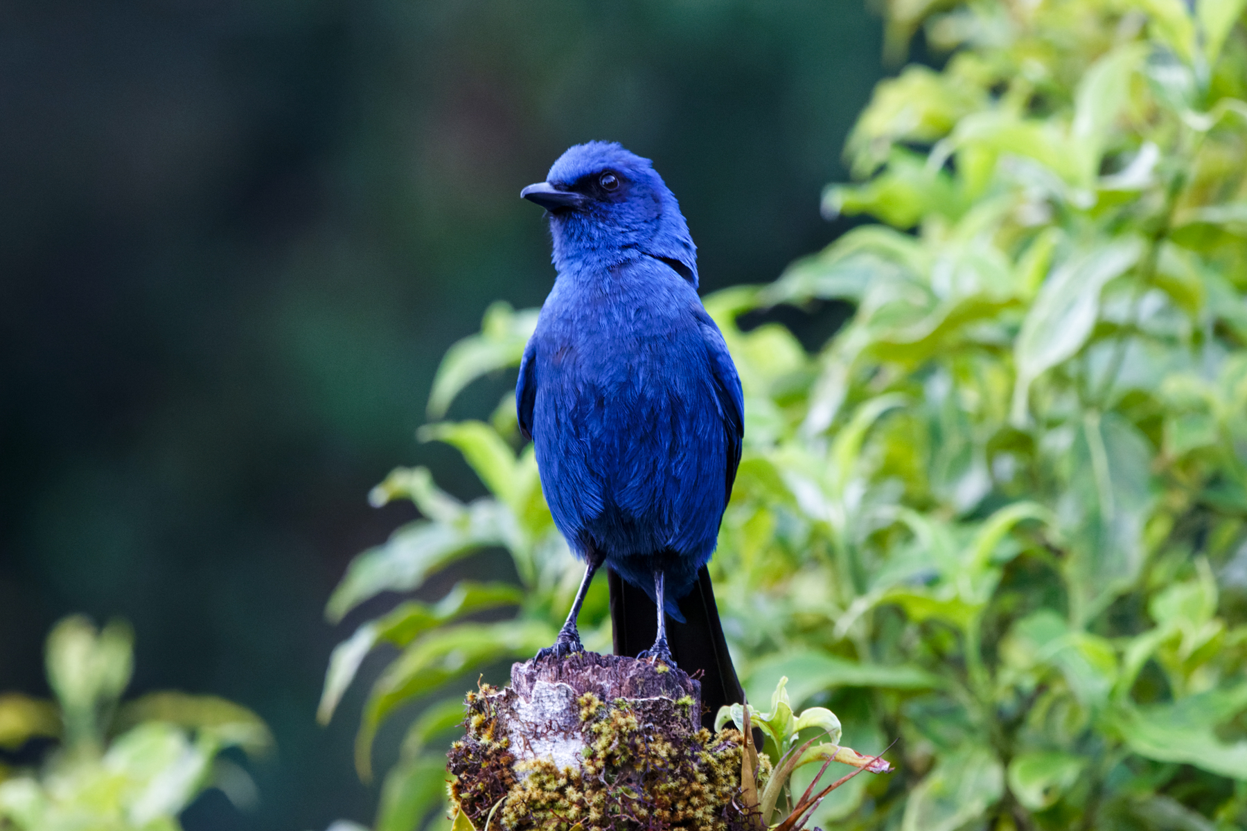 Unicolored Jay (image by Leo Garrigues)
