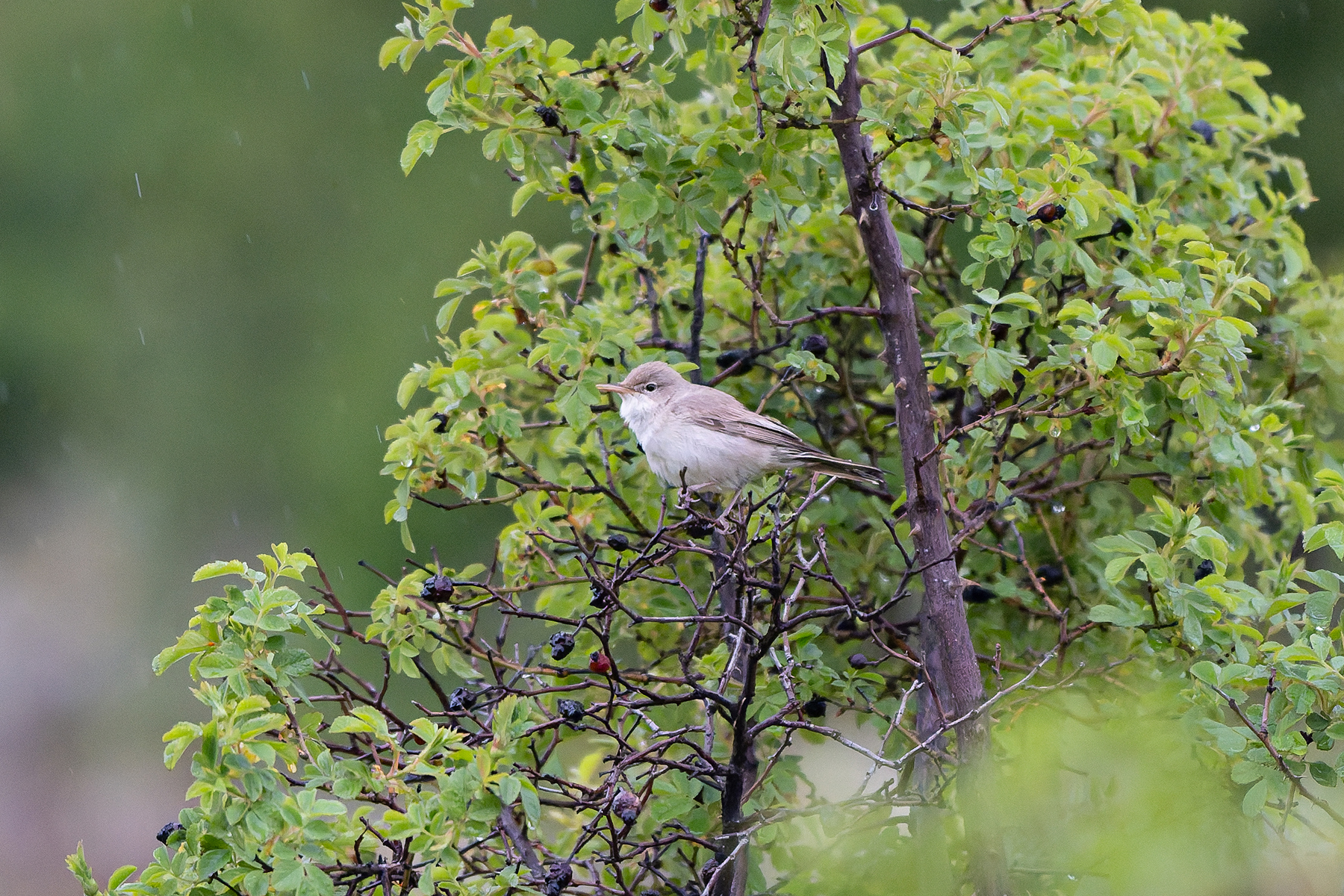 Upcher's Warbler (image by Diedert Koppenol)