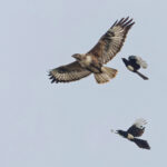 Upland Buzzard (image by Pete Morris)